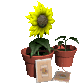 sunflower in a pot